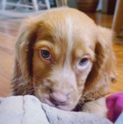 Cocker Spaniels are quite different looking than the American Cocker Spaniel 