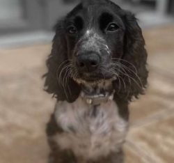 One thing about Cocker Spaniels that is so endearing to many is their happy and kind personaliti ...