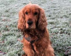 Cocker Spaniels have charmingly square muzzles with well-developed skulls which are nicely propo ...