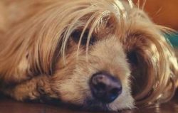 Ears are long and lobular, always lying close to a dog’s head. A Cocker’s jaw is str ...