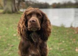 Under their breed standard, Cocker Spaniels should have “flat, silky coats to the touch th ...