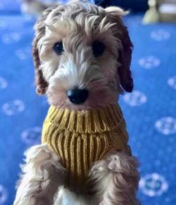 Dogs with solid colours can have white marks on their chests which can be varying in size and wh ...