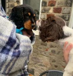 The Kennel Club frowns on any exaggerations or departures from a Cocker Spaniel’s breed st ...