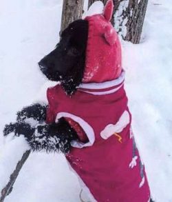 Cocker Spaniels are renowned for their gentle and loving natures. They are full of life and are  ...