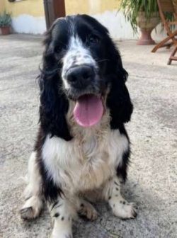 However, Cocker Spaniels need to know who is alpha dog or they may start displaying a more domin ...