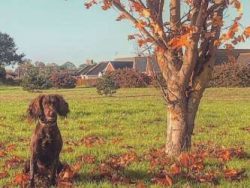 As a rule, Cockers make good family pets when given the correct training, exercise and leadershi ...