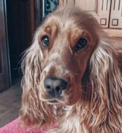 Cocker Spaniels have remained one of the most popular family pets the world over thanks to their ...