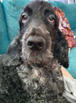 Cocker Spaniels are renowned for being playful and of having a real sense of humour. They enjoy  ...
