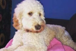 Cockers are highly adaptable dogs and will happily live in an apartment setting providing they a ...