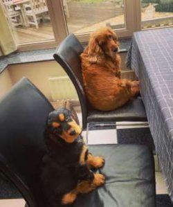 Cockers form strong bonds with their owners and families which in short means they are not happy ...