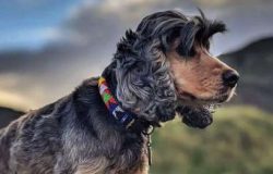 A bored Cocker Spaniel may well start barking excessively which is why it’s so important f ...