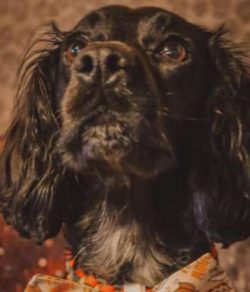 A bored Cocker Spaniel may well start barking excessively which is why it’s so important f ...