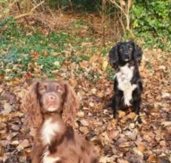 Cocker Spaniels are not known to be good watchdogs, but they will bark if anyone comes to the do ...