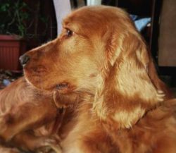 Cocker Spaniels are very intelligent dogs with the added bonus being they love to please and are ...