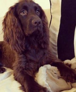 Cockers enjoy taking part in all sorts of canine sports which includes activities like agility,  ...