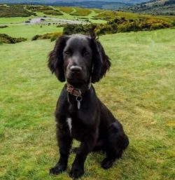 Cocker Spaniels are known to be very tolerant and patient with children of all ages which is one ...