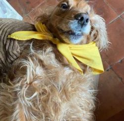 As with any other breed, it’s always a good idea to make sure any introductions to new ani ...