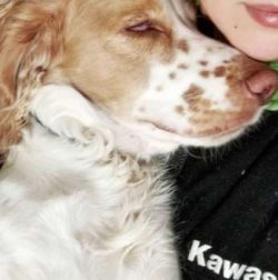 However, the breed is known to suffer from and develop certain hereditary and congenital health  ...