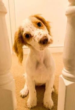 When Cocker Spaniels reach their golden years, like all other breeds, they are more at risk of d ...