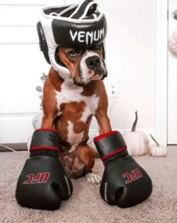 A boxer dog has a low level of aggression and rarely gets into fights with other dogs, or, moreo ...