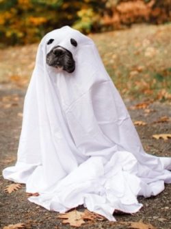 Even a small child who is not yet very good at behaving with a dog will not cause a negative rea ...