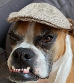 With regard to strangers, the dog is cautious, and at first glance, it seems as if it may not ev ...