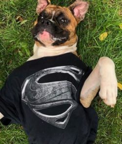 After all, the boxer breed is known for its vigilance – it is an excellent watchman, he ha ...