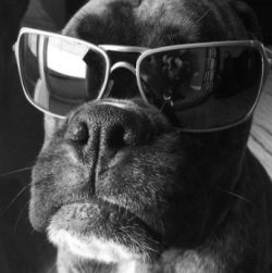 The Boxer breed is known for taking a very long time to mature – full maturation occurs no ...