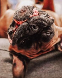 Boxers participate in canine disciplines – obedience, agility, and a three-stage competiti ...