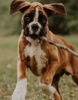 The boxer breed of dog needs early socialization, training, and training. Animal training is nec ...
