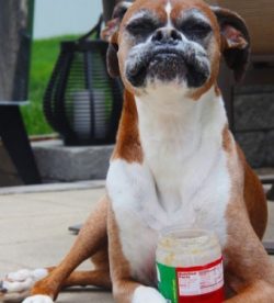 training takes place without problems since the dog is naturally endowed with good intelligence  ...