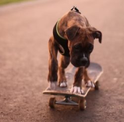 The only thing that can be advised is to make activities active, varied, and the breed has a ver ...