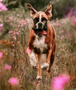 The Boxer dog breed has a short coat but still sheds quite abundantly, as for a coat of such len ...