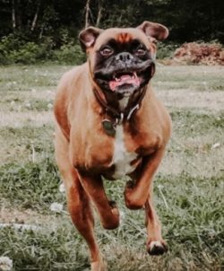Boxer, a breed that has a tendency to various diseases, however, it is not a fact that you will  ...
