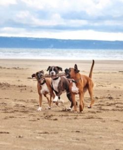 Boxers are especially prone to developing mast cell tumors, lymphoma, and brain tumors. White bo ...