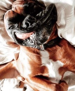 If your boxer is light in color, apply sunscreen on ears, nose and coat when they go outside on  ...