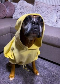 These dogs are often loved for their character, intelligence, and dedication. They are quite aff ...