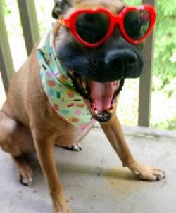 Boxers remain emotionally immature for a long time, although their physical development usually  ...