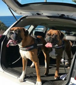 Although they get along well with other animals in the house they were raised with, they tend to ...