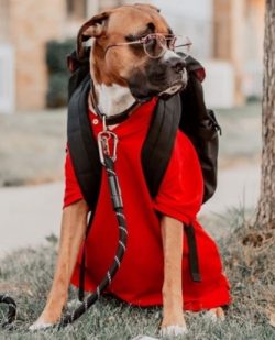 Punishments rarely help a boxer, and like many other dogs, praise and rewards work much better. 