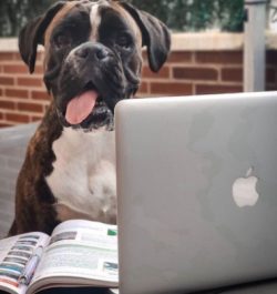 Many people have excellent results in training their boxers with a well-chosen set of commands. 