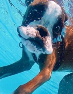 Dogs of this breed remain very playful even at the end of their life, which is somewhat longer t ...