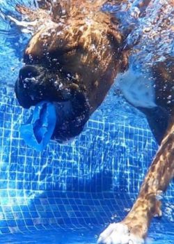 These dogs can adapt to almost any environment as long as they are surrounded by people.