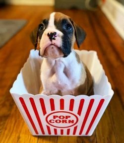 Boxers are very smart but can be noisy. For this reason, obedience training is imperative.