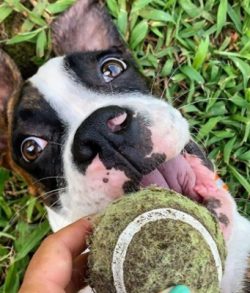 Training is easy enough for boxers and they enjoy the process. Some of them work as guide dogs a ...
