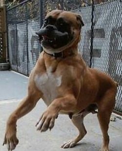 The coat of the boxers is rather thin and easy to care for. Boxers do shed, but their coat is ve ...
