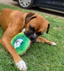 Boxers do shed, but their coat is very short and thin, so it is not very conspicuous if it is no ...