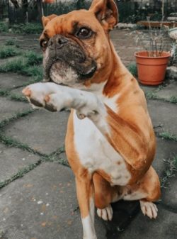 Taking care of your coat is pretty simple. It is often sufficient to wipe the boxer down with ha ...