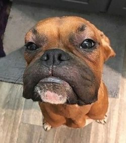 wiping the boxer down with a hard cloth is sufficient, although many boxers love to be brushed w ...
