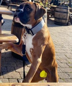 Boxers are very clean dogs and often groom themselves like cats. The boxer’s bathing is mo ...